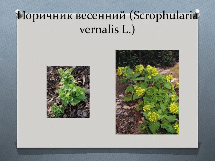 Норичник весенний (Scrophularia vernalis L.)