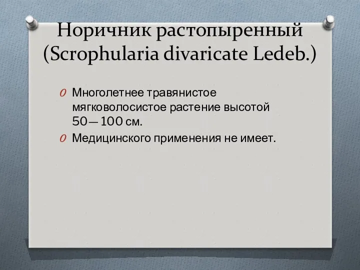 Норичник растопыренный (Scrophularia divaricate Ledeb.) Многолетнее травянистое мягковолосистое растение высотой