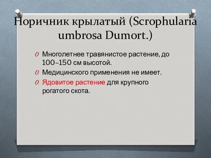 Норичник крылатый (Scrophularia umbrosa Dumort.) Многолетнее травянистое растение, до 100–150