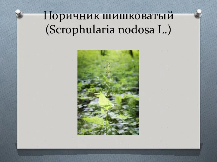 Норичник шишковатый (Scrophularia nodosa L.)