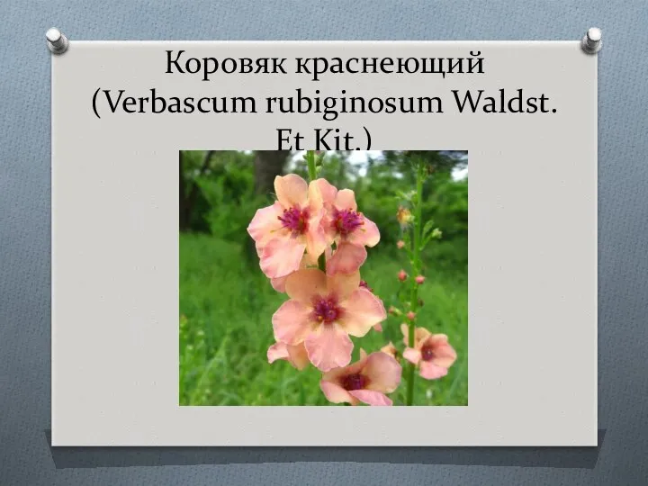 Коровяк краснеющий (Verbascum rubiginosum Waldst. Et Kit.)