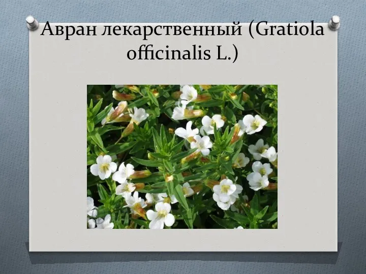 Авран лекарственный (Gratiola officinalis L.)