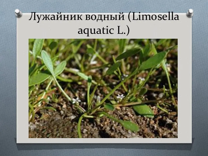 Лужайник водный (Limosella aquatic L.)