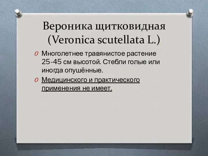 Вероника щитковидная (Veronica scutellata L.) Многолетнее травянистое растение 25-45 см