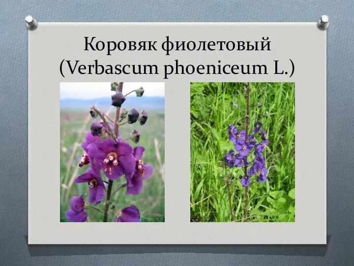 Коровяк фиолетовый (Verbascum phoeniceum L.)