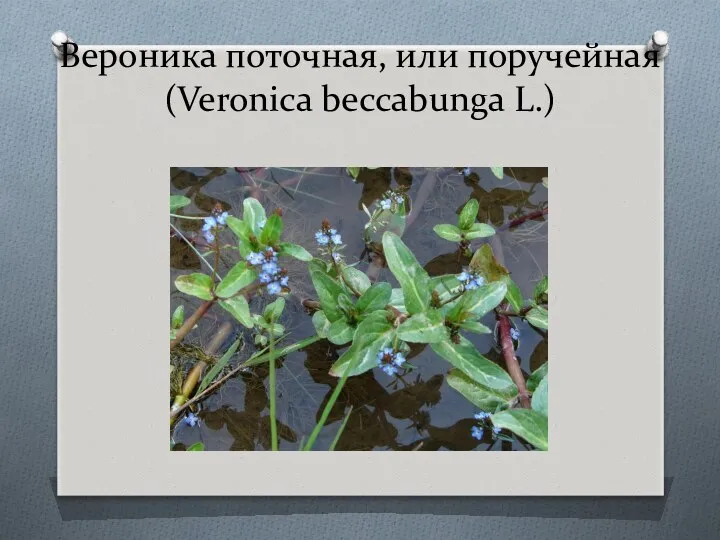 Вероника поточная, или поручейная (Veronica beccabunga L.)