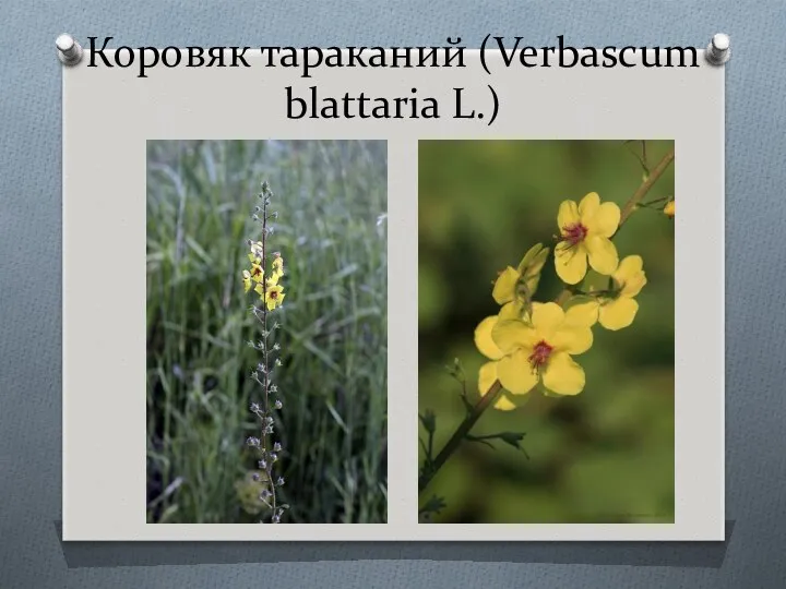 Коровяк тараканий (Verbascum blattaria L.)