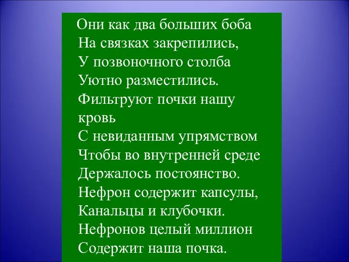 Они как два больших боба На связках закрепились, У позвоночного