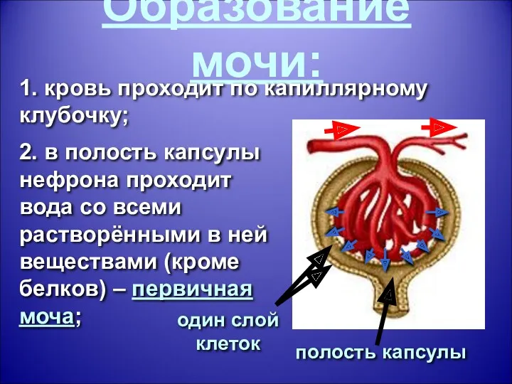 Образование мочи: один слой клеток полость капсулы 1. кровь проходит