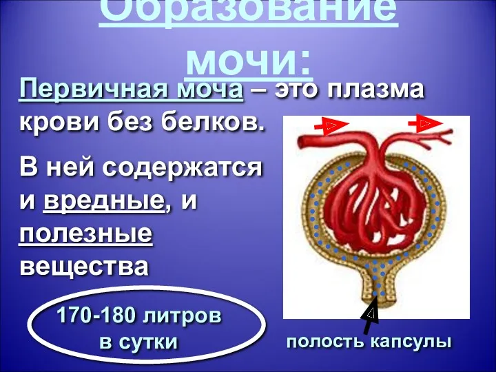 Образование мочи: полость капсулы Первичная моча – это плазма крови