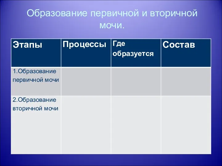 Образование первичной и вторичной мочи.