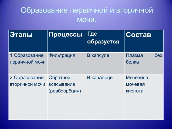 Образование первичной и вторичной мочи.