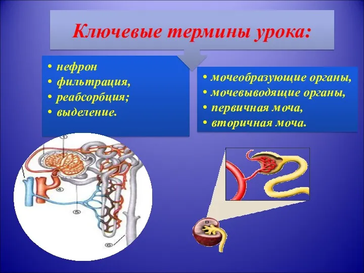 нефрон фильтрация, реабсорбция; выделение. Ключевые термины урока: мочеобразующие органы, мочевыводящие органы, первичная моча, вторичная моча.