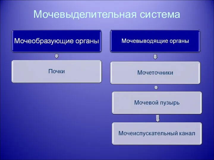 Мочевыделительная система