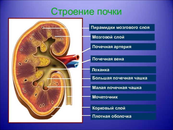 Строение почки