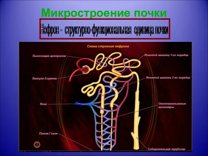 Микростроение почки