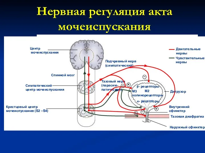 Нервная регуляция акта мочеиспускания Центр мочеиспускания Спинной мозг Симпатический центр