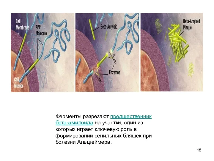 Ферменты разрезают предшественник бета-амилоида на участки, один из которых играет