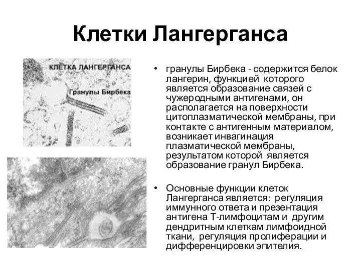 Клетки Лангерганса гранулы Бирбека - содержится белок лангерин, функцией которого
