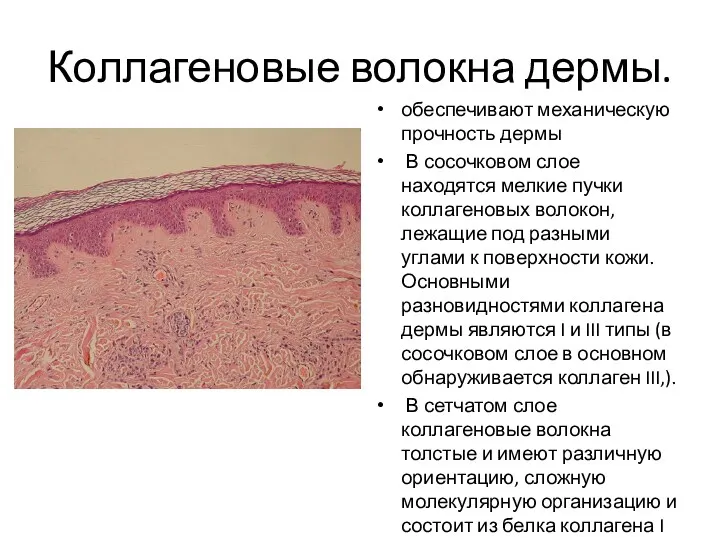 Коллагеновые волокна дермы. обеспечивают механическую прочность дермы В сосочковом слое