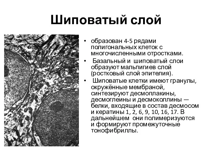 Шиповатый слой образован 4-5 рядами полигональных клеток с многочисленными отростками.