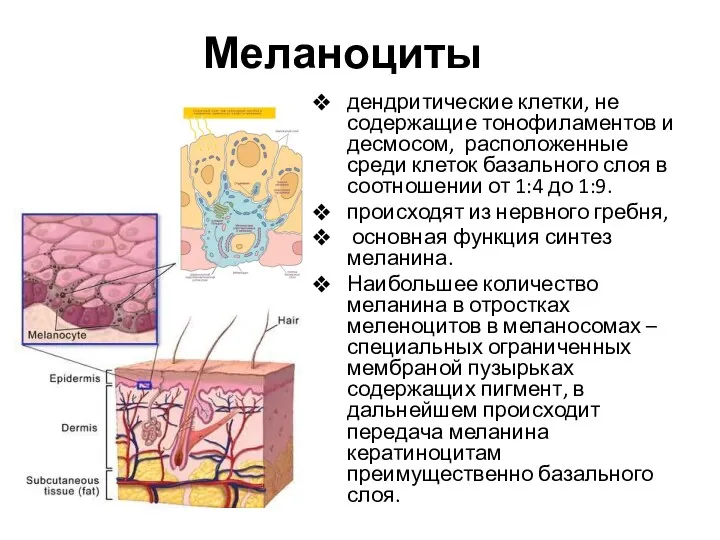 Меланоциты дендритические клетки, не содержащие тонофиламентов и десмосом, расположенные среди