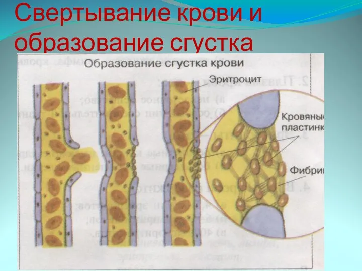 Свертывание крови и образование сгустка