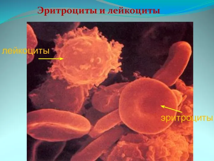 Эритроциты и лейкоциты лейкоциты эритроциты