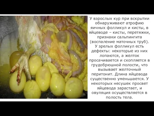 У взрослых кур при вскрытии обнаруживают атрофию яичных фолликул и