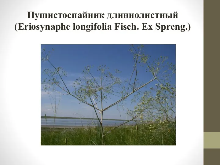 Пушистоспайник длиннолистный (Eriosynaphe longifolia Fisch. Ex Spreng.)