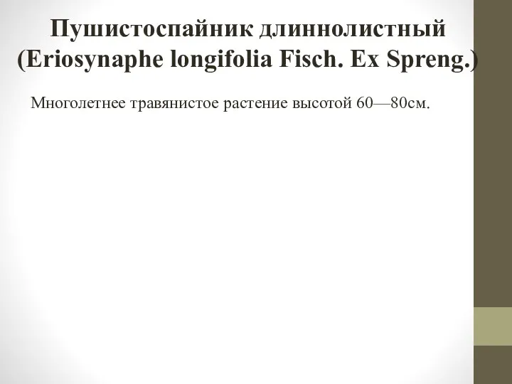 Пушистоспайник длиннолистный (Eriosynaphe longifolia Fisch. Ex Spreng.) Многолетнее травянистое растение высотой 60—80см.