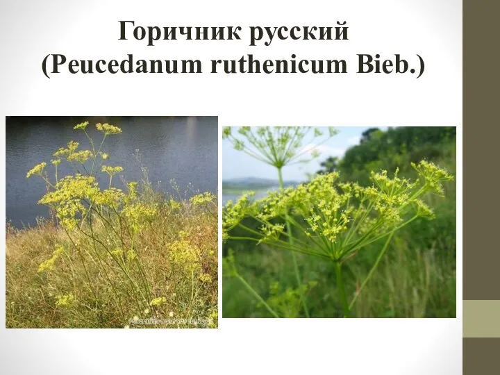 Горичник русский (Peucedanum ruthenicum Bieb.)