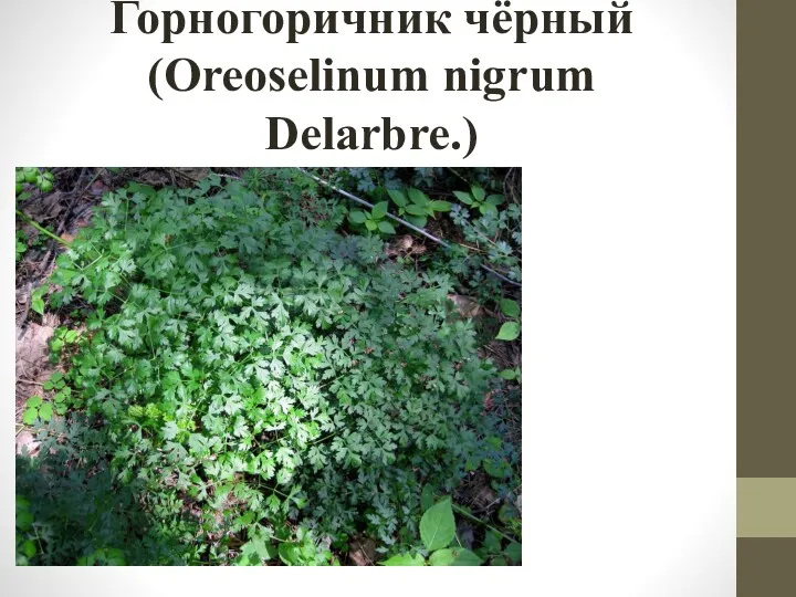 Горногоричник чёрный (Oreoselinum nigrum Delarbre.)