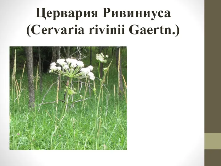 Цервария Ривиниуса (Cervaria rivinii Gaertn.)