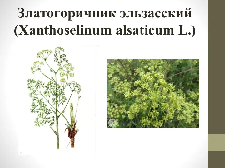 Златогоричник эльзасский (Xanthoselinum alsaticum L.)