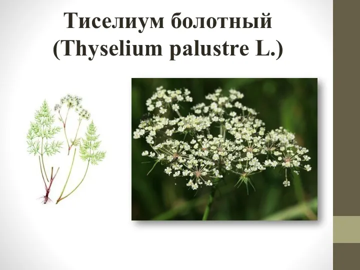 Тиселиум болотный (Thyselium palustre L.)