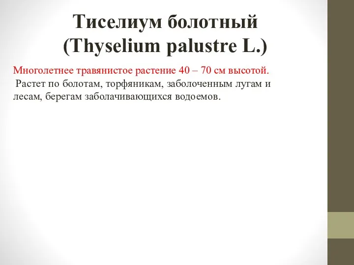 Тиселиум болотный (Thyselium palustre L.) Многолетнее травянистое растение 40 –