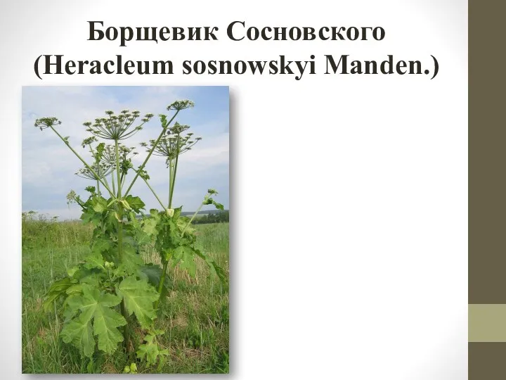 Борщевик Сосновского (Heracleum sosnowskyi Manden.)