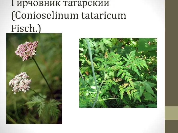 Гирчовник татарский (Conioselinum tataricum Fisch.)
