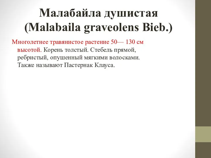 Малабайла душистая (Malabaila graveolens Bieb.) Многолетнее травянистое растение 50— 130