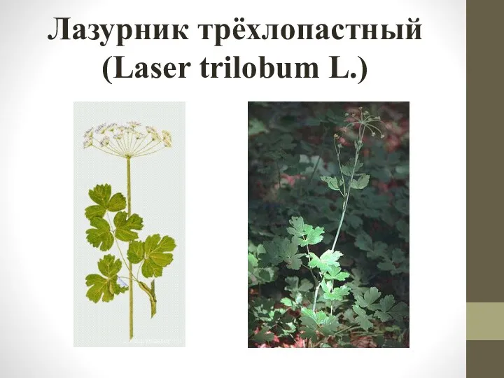 Лазурник трёхлопастный (Laser trilobum L.)