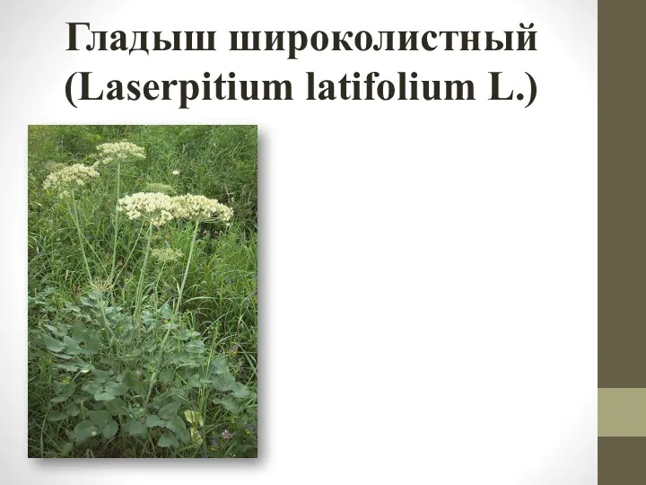 Гладыш широколистный (Laserpitium latifolium L.)