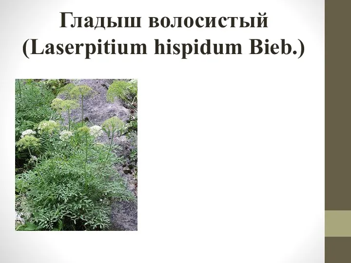 Гладыш волосистый (Laserpitium hispidum Bieb.)