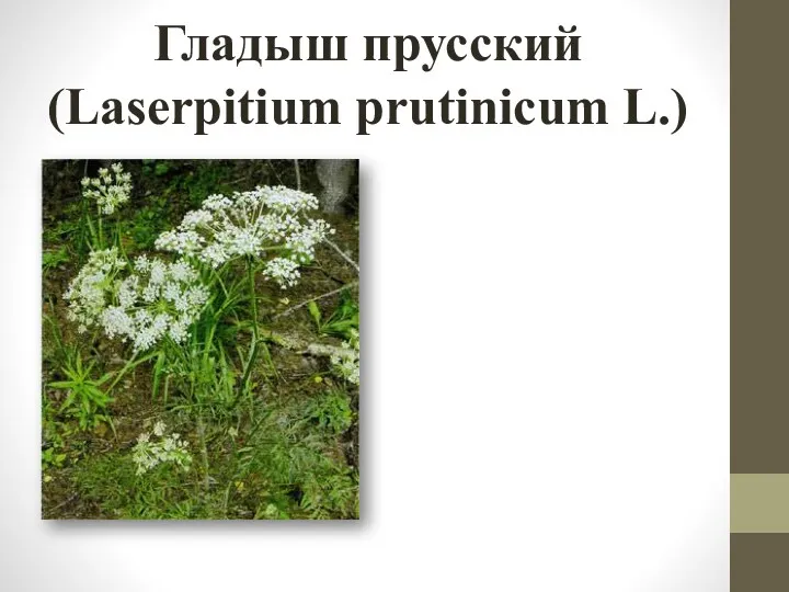 Гладыш прусский (Laserpitium prutinicum L.)