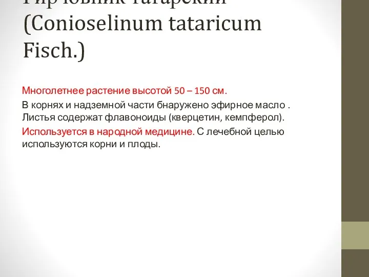 Гирчовник татарский (Conioselinum tataricum Fisch.) Многолетнее растение высотой 50 –