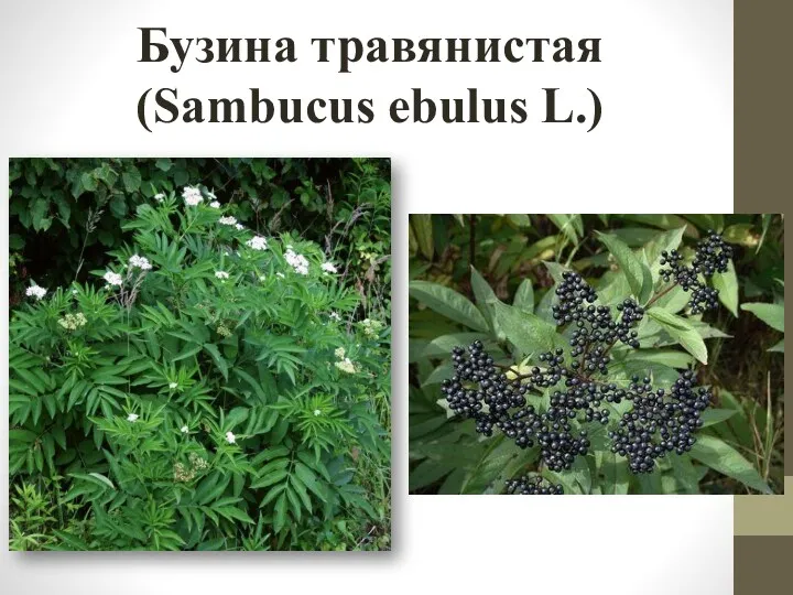Бузина травянистая (Sambucus ebulus L.)