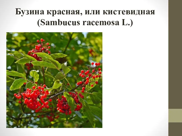 Бузина красная, или кистевидная (Sambucus racemosa L.)