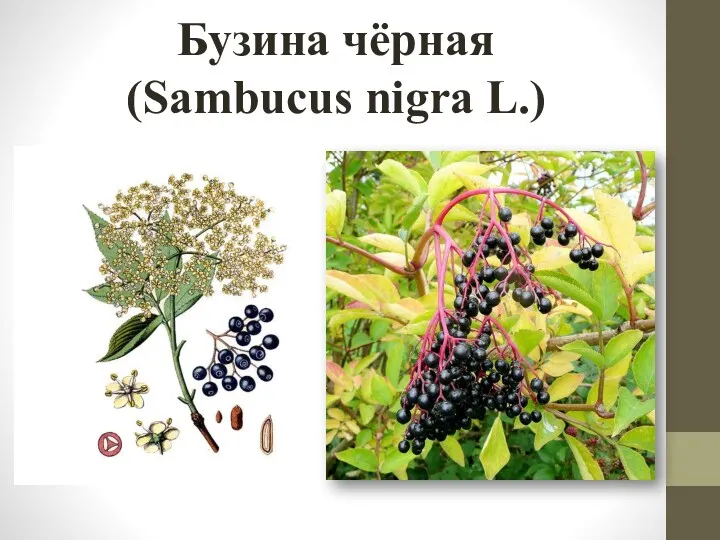 Бузина чёрная (Sambucus nigra L.)