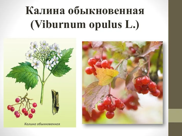 Калина обыкновенная (Viburnum opulus L.)