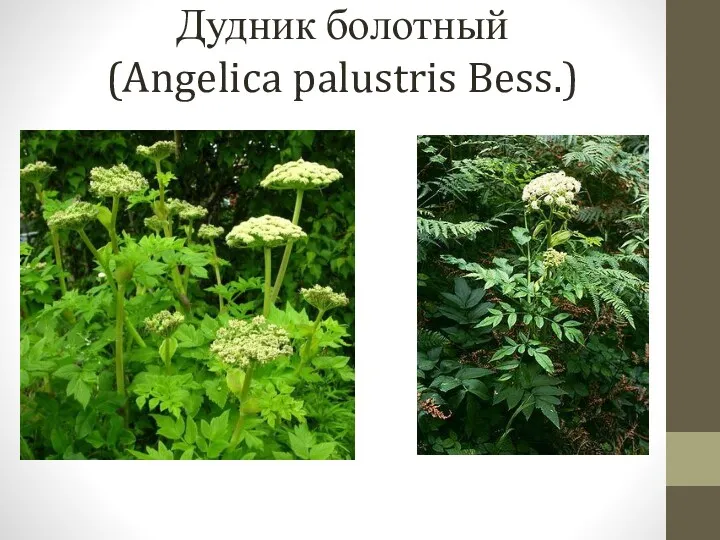 Дудник болотный (Angelica palustris Bess.)